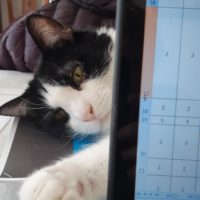 quand le chat est là !